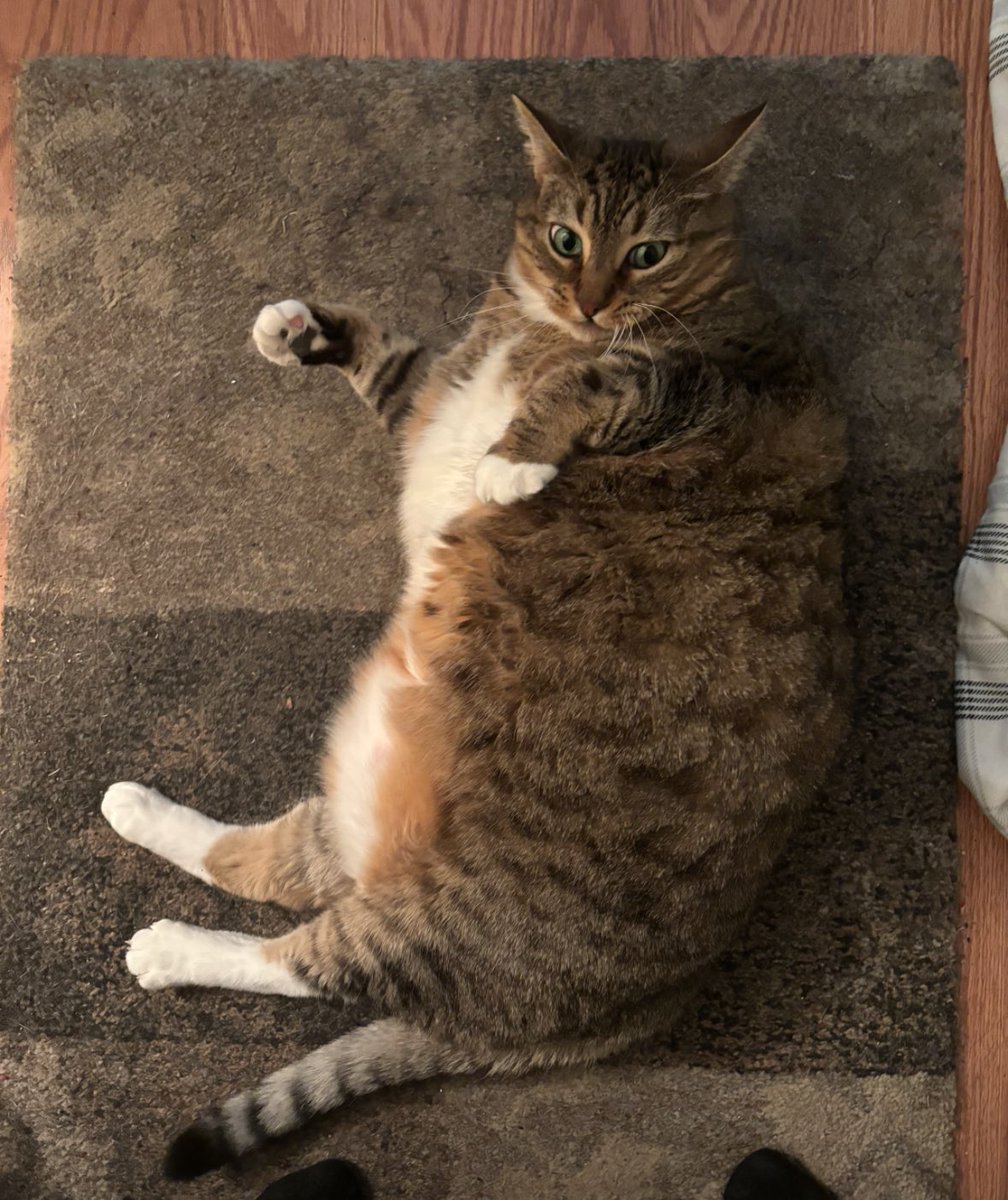 g4rbage3ater's tweet photo. @atonefordebts the only thing sophie knows how to do is be round https://t.co/ie6fMAHdeL