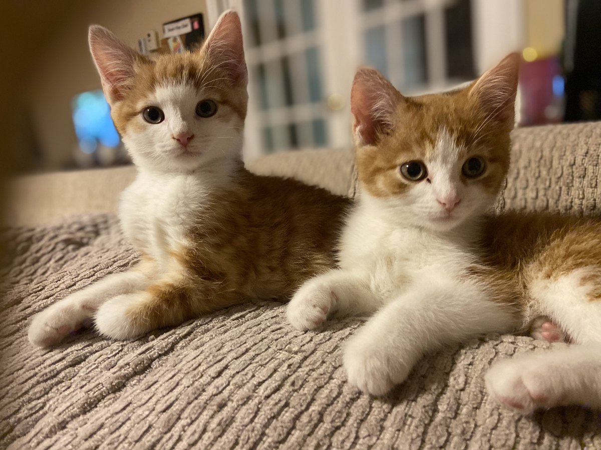 Our new kitties Cinnamon and Winston “Cinnie + Winnie” 🥰