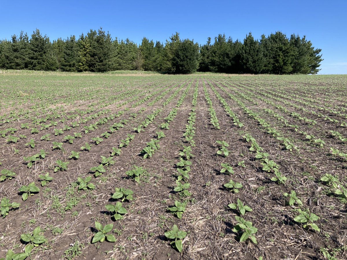 TelecheaFacundo's tweet photo. #Girasol 23-24.  Manejo con herbicidas en preemergencia y siembra de punta ⁦con ⁦@PPlantingARG⁩ 
Tandil-Buenos Aires. https://t.co/hALaeLz7pZ
