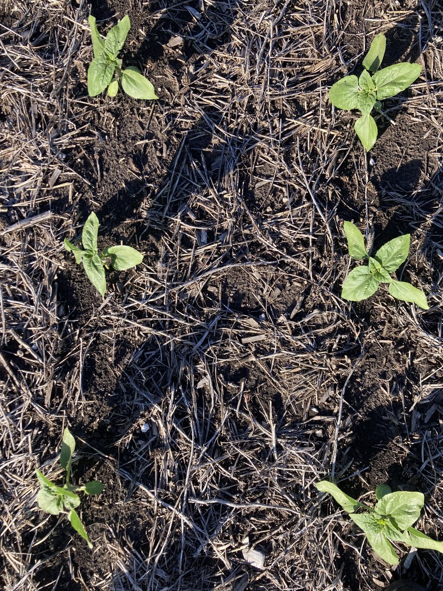TelecheaFacundo's tweet photo. #Girasol 23-24.  Manejo con herbicidas en preemergencia y siembra de punta ⁦con ⁦@PPlantingARG⁩ 
Tandil-Buenos Aires. https://t.co/hALaeLz7pZ