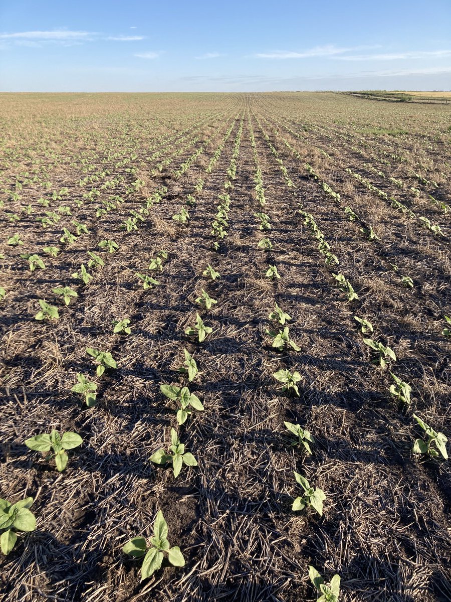 TelecheaFacundo's tweet photo. #Girasol 23-24.  Manejo con herbicidas en preemergencia y siembra de punta ⁦con ⁦@PPlantingARG⁩ 
Tandil-Buenos Aires. https://t.co/hALaeLz7pZ