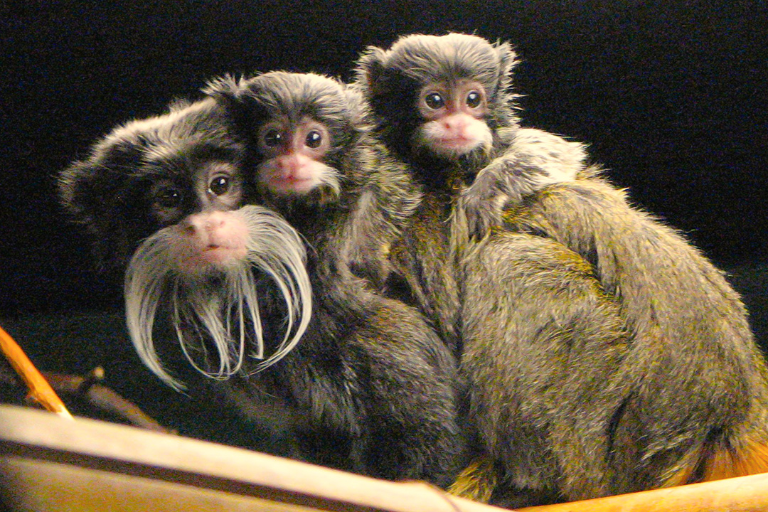 Double the cuteness, double the joy! Meet the adorable newborn twin emperor tamarins at the @RacineZoo on this #GoodNewsFriday. 😍🐒 Learn more about their incredible birth and catch up on other AZA-member news in Connect: bit.ly/3QWd4ak #ZooBorns #ZooBabies