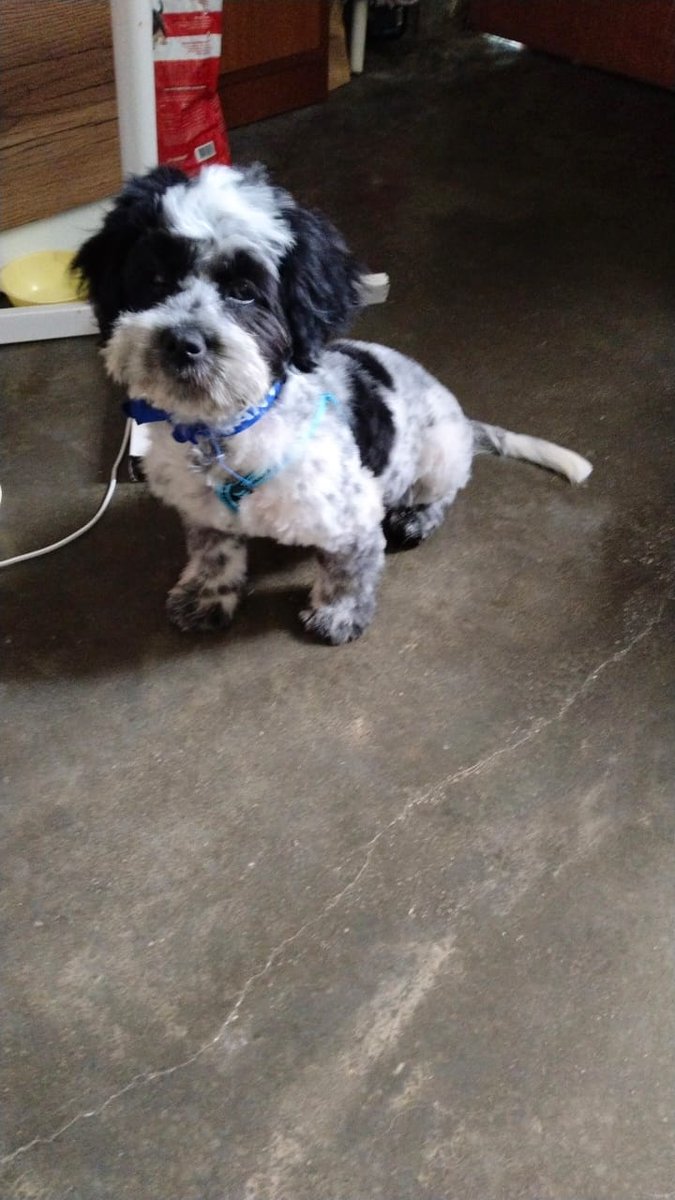 CarlosEZuniga's tweet photo. Gente, un apoyo URGENTE: Hoy se robaron un carro con Enzo y Rex a bordo en COMAS hace poco más de una hora. Si los ven avísenme por acá, que mi amiga está DESESPERADA. Please RT. https://t.co/17Bf6WzwgK