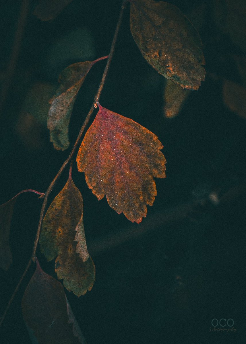 Nature's canvas painted in hues of red,
A leaf whispers tales by the riverbed.
Love's embrace in autumn's gentle sway,
A dance of colors, fading light of day.

#RedAutumn #LeafWhispers #NatureLove
#CrimsonCanvas #AutumnHues #FallingRed
#LoveInLeaves #NatureVerse #RedLeafDance