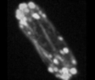 Marcus Harrell tweet media