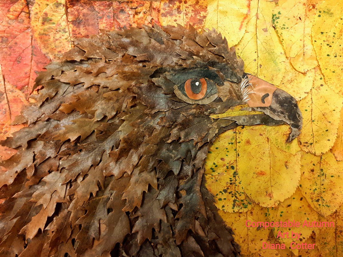 I picked up some Turkey Oak leaves yesterday. It wasn't until I got home that I realised they reminded me of a rain drenched bird of prey. So here's my Golden Eagle. #CompostableAutumnArt made entirely from leaves and seeds. <a href="/IoloWilliams2/">Iolo Williams</a> <a href="/Natures_Voice/">RSPB</a>