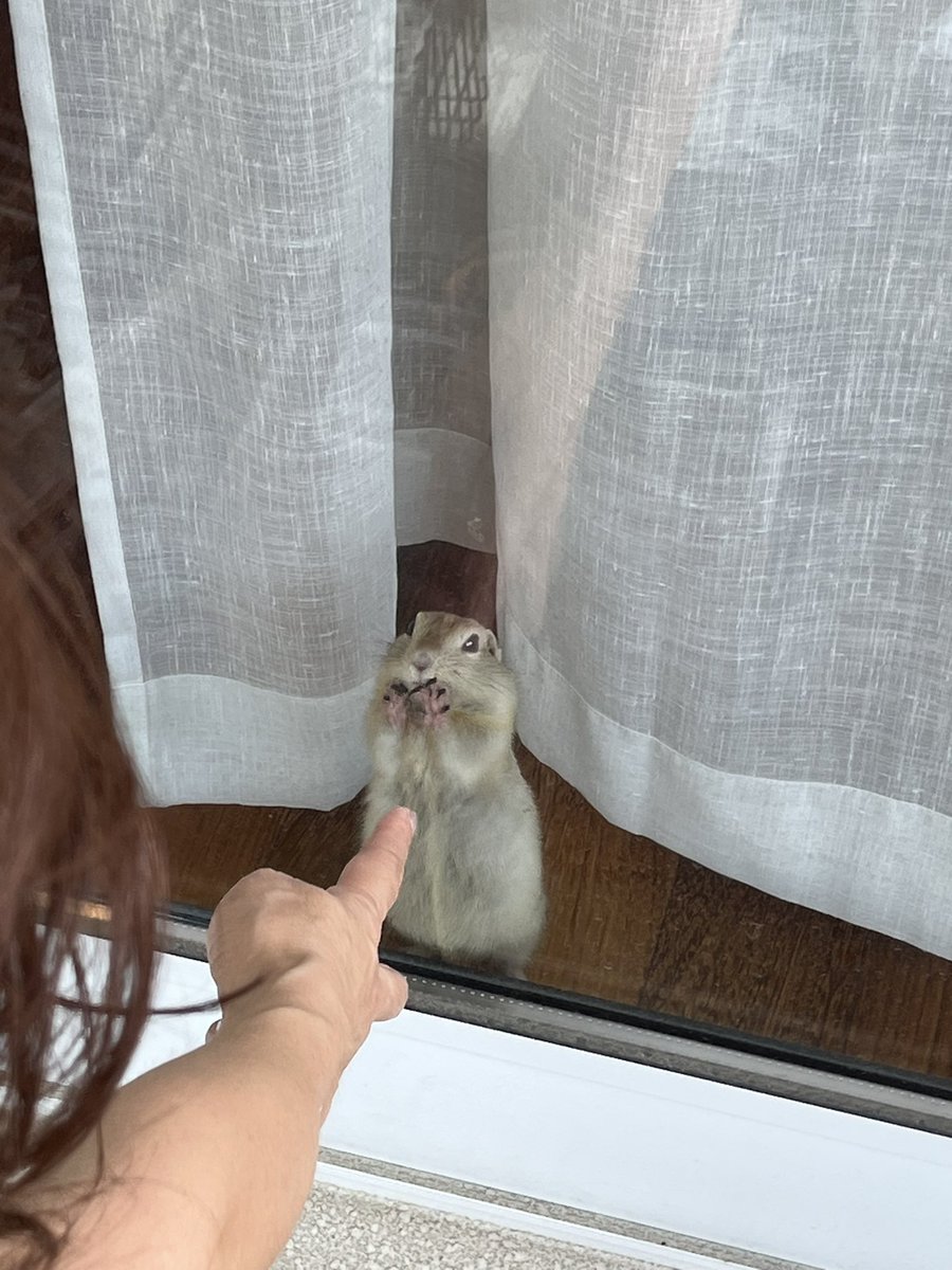 987Vp's tweet photo. 帰宅した時に 出迎えてくれる🐿
可愛いすぎる♡
 #リチャードソンジリスがいる生活 https://t.co/VS1GSyI226