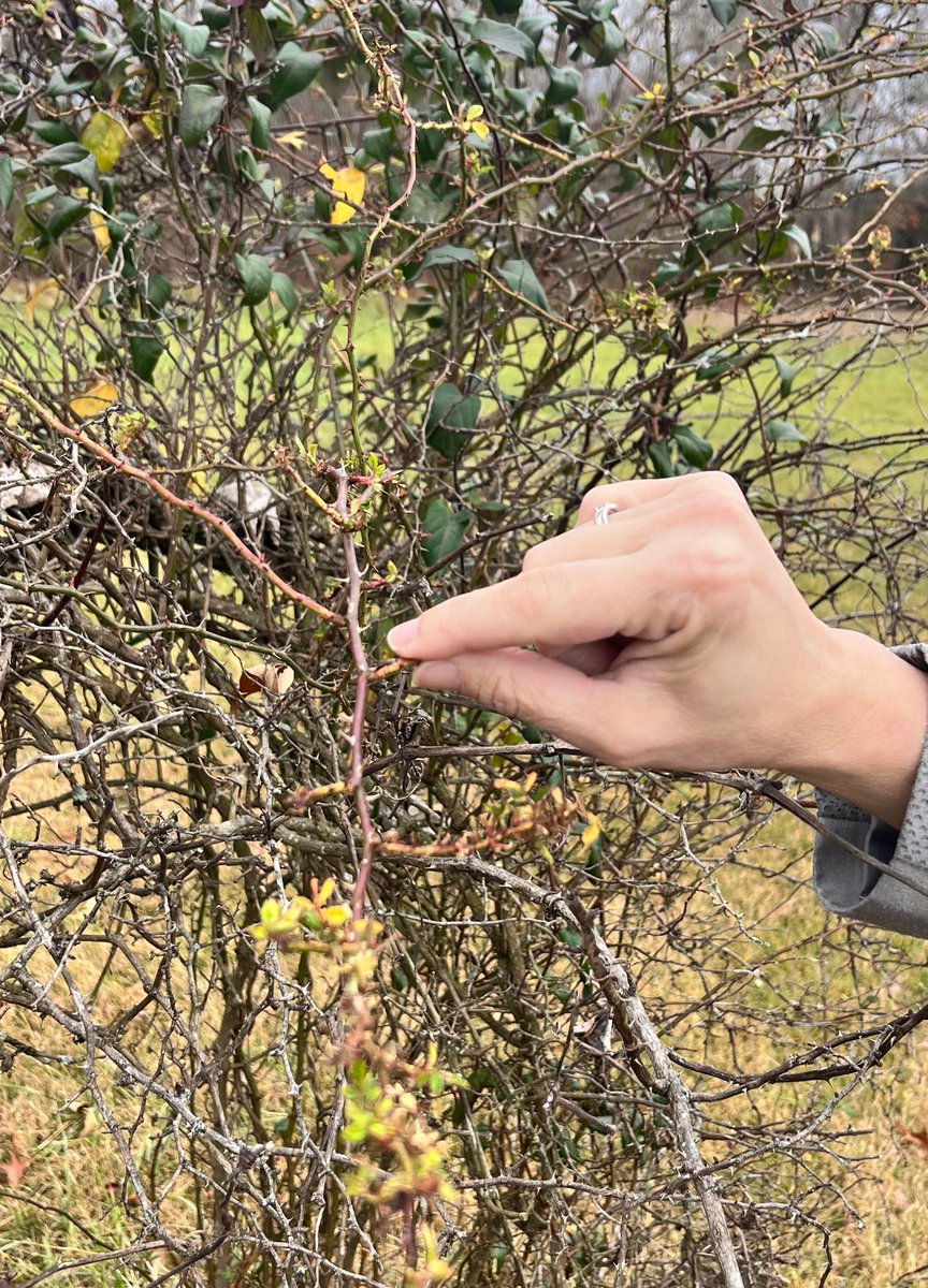 txplantclinic's tweet photo. Happy Friday (11/17/23)!  SCRI (Specialty Crop Research Initiative) Sustainable Rose Project meeting in Crossville,TN,  Researcher, Extensionist and stakeholder discussing roses.
Goto https://t.co/YVwT8ACEMa to learn more. -KO @txplantdr #extPLPM #roses #SCRISustainableRoses #RRD https://t.co/1GPt35BLoe