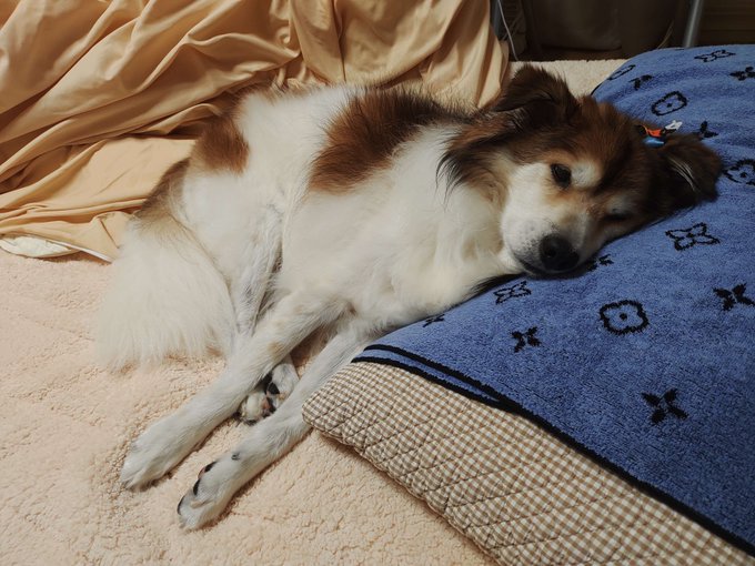 妖怪まくら取りいぬ 