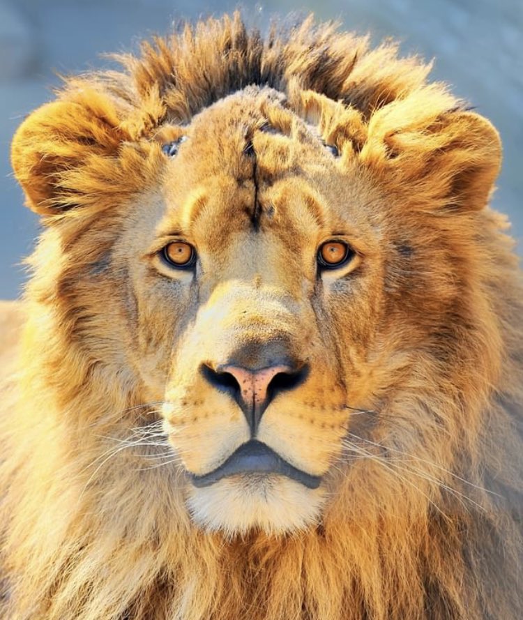 Joseph Randall tweet media