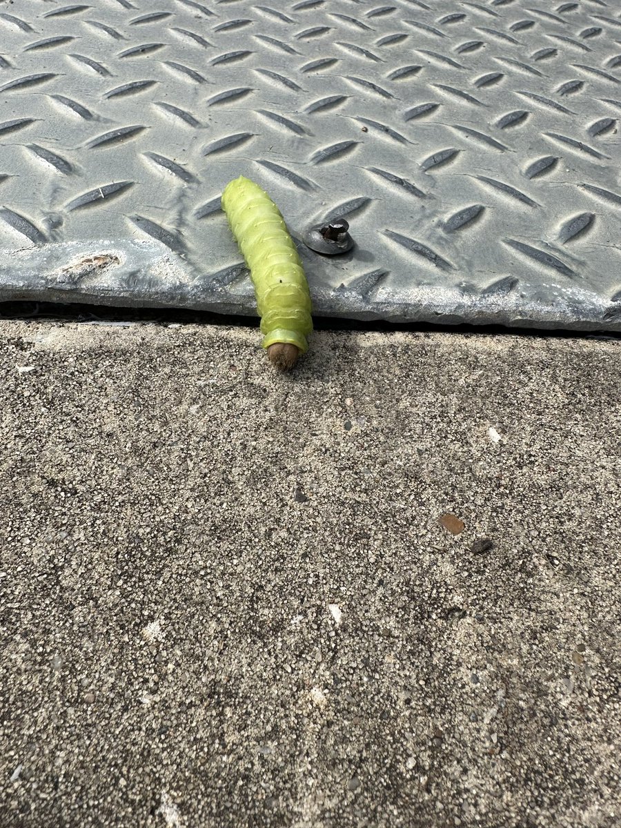 Ms. Mican tweet media