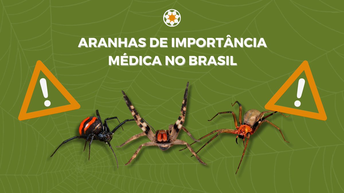 matabrancajr's tweet photo. Você conhece as aranhas que apresentam perigo à saúde pública? Na #biothread de hoje vamos falar um pouco sobre as aranhas consideradas de importância médica que ocorrem aqui no Brasil.

Segue o fio 🧶 https://t.co/ghOAQTrP8r