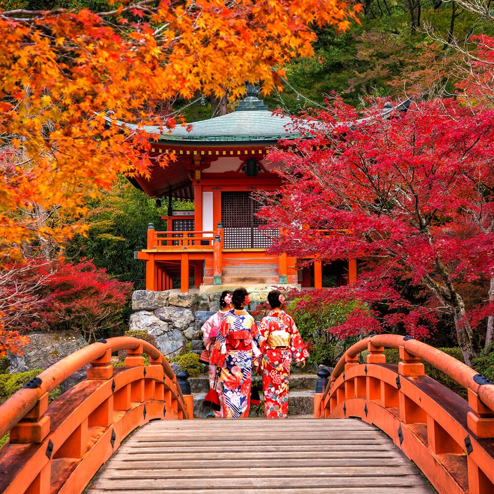 #AutumnPhotoOfTheMonth: In #Kyoto, the ancient capital of Japan, signs of the autumn season abound! The joyful flourish of vibrantly hued leaves 🍁 makes the city's many shrines ⛩️, temples, and other traditional architecture 🏯 even more exquisite.
japan.travel/en/destination…