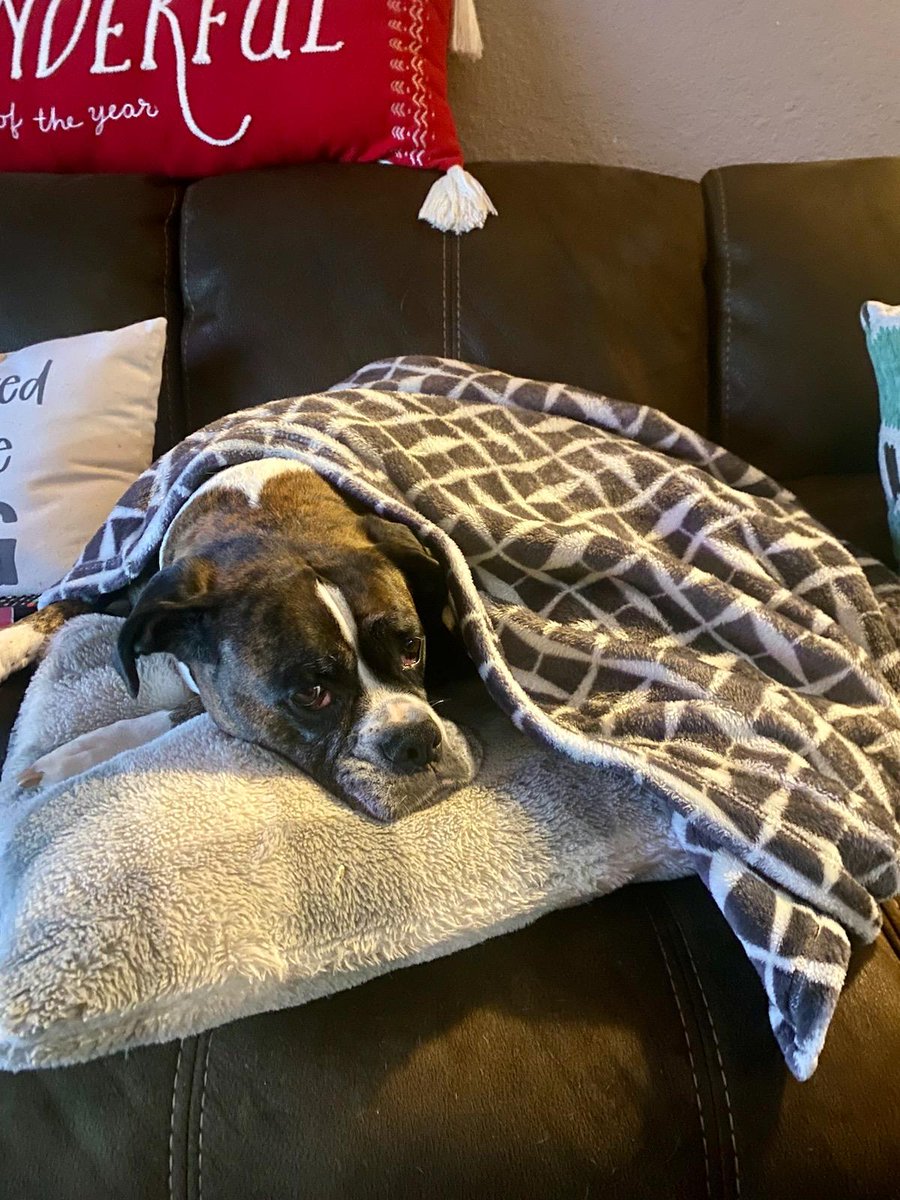 Regstarwars's tweet photo. @BarryOnHere Lacy is a cutie also her sister who passed was named Scooby also 😄 https://t.co/2XAUPVG1sv