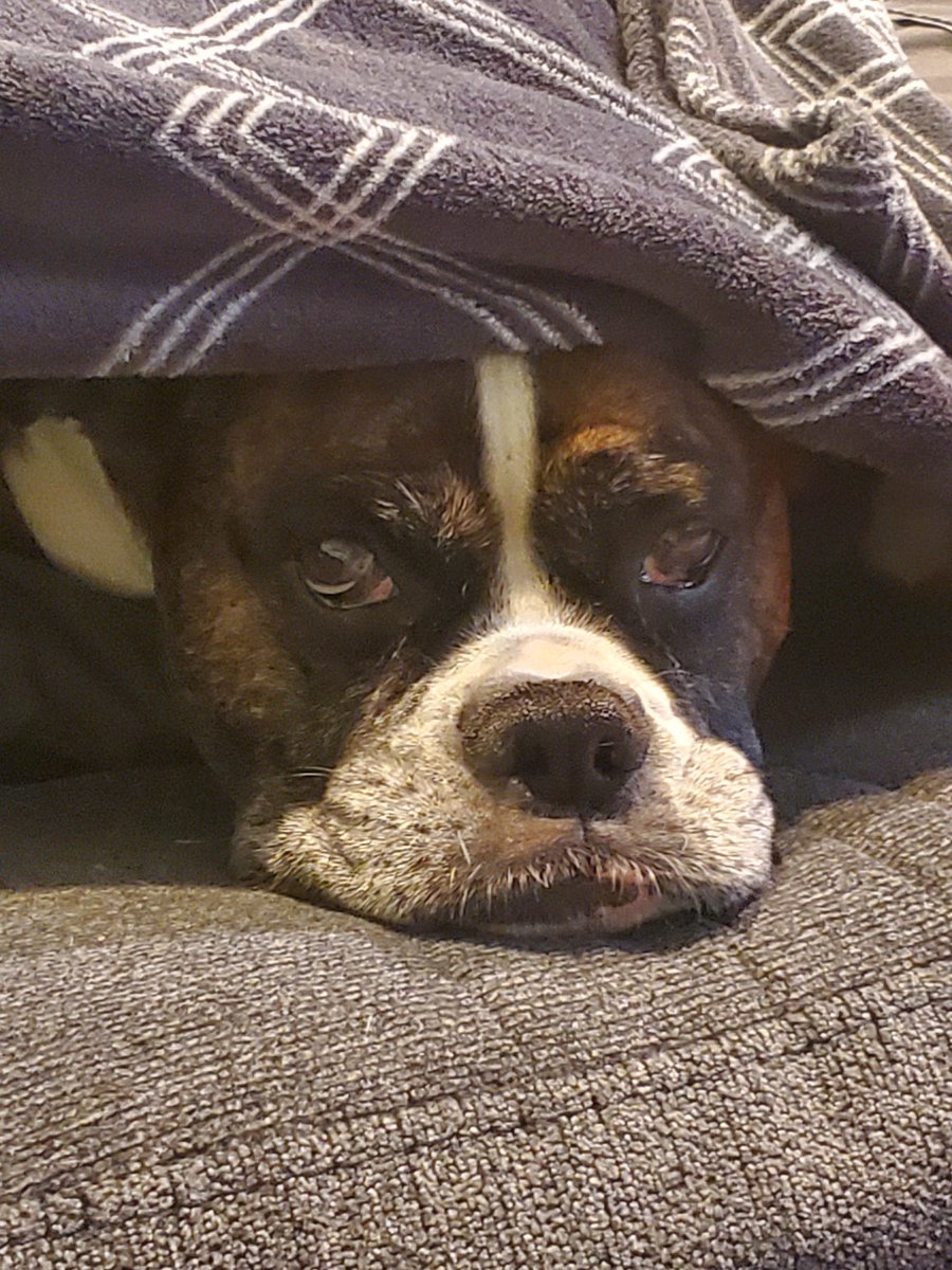 Regstarwars's tweet photo. @BarryOnHere Lacy is a cutie also her sister who passed was named Scooby also 😄 https://t.co/2XAUPVG1sv