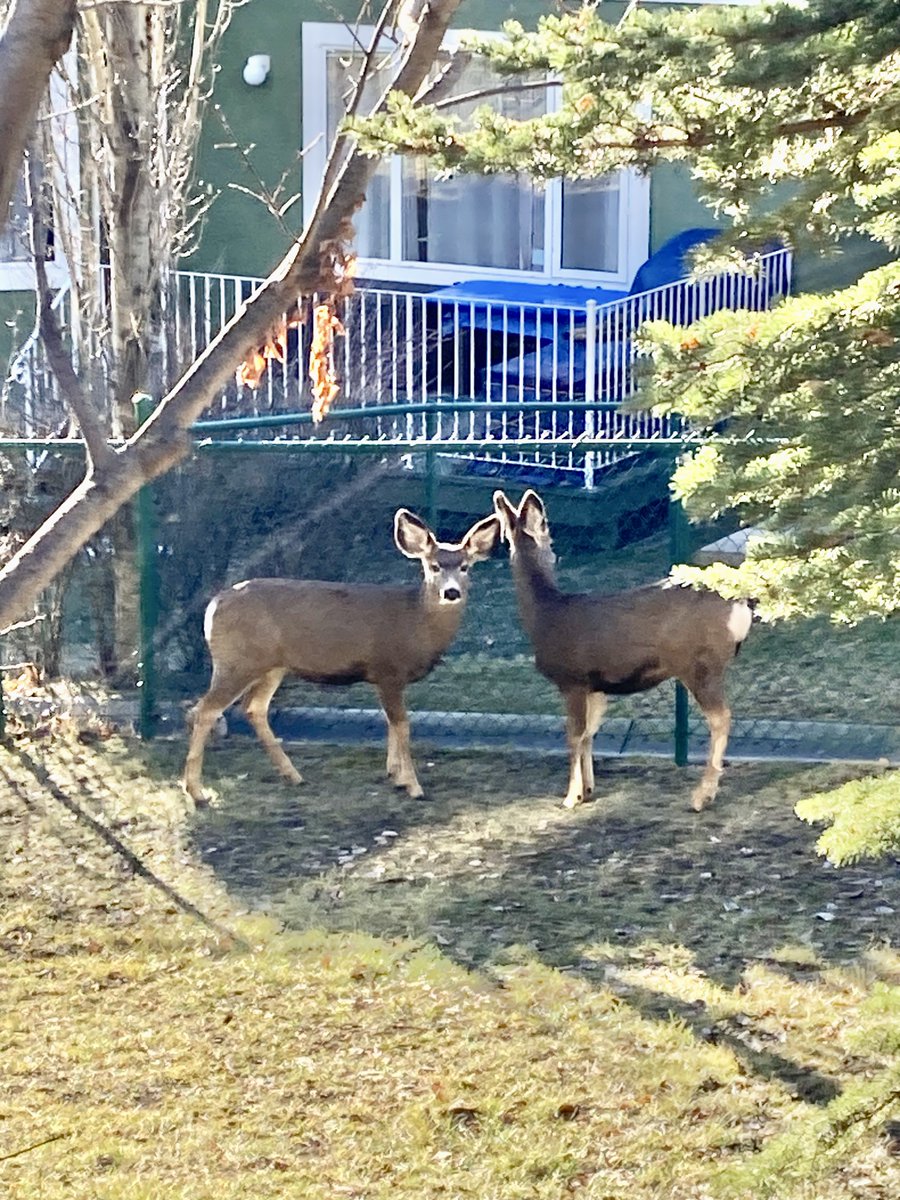 BPSHawksEES tweet media