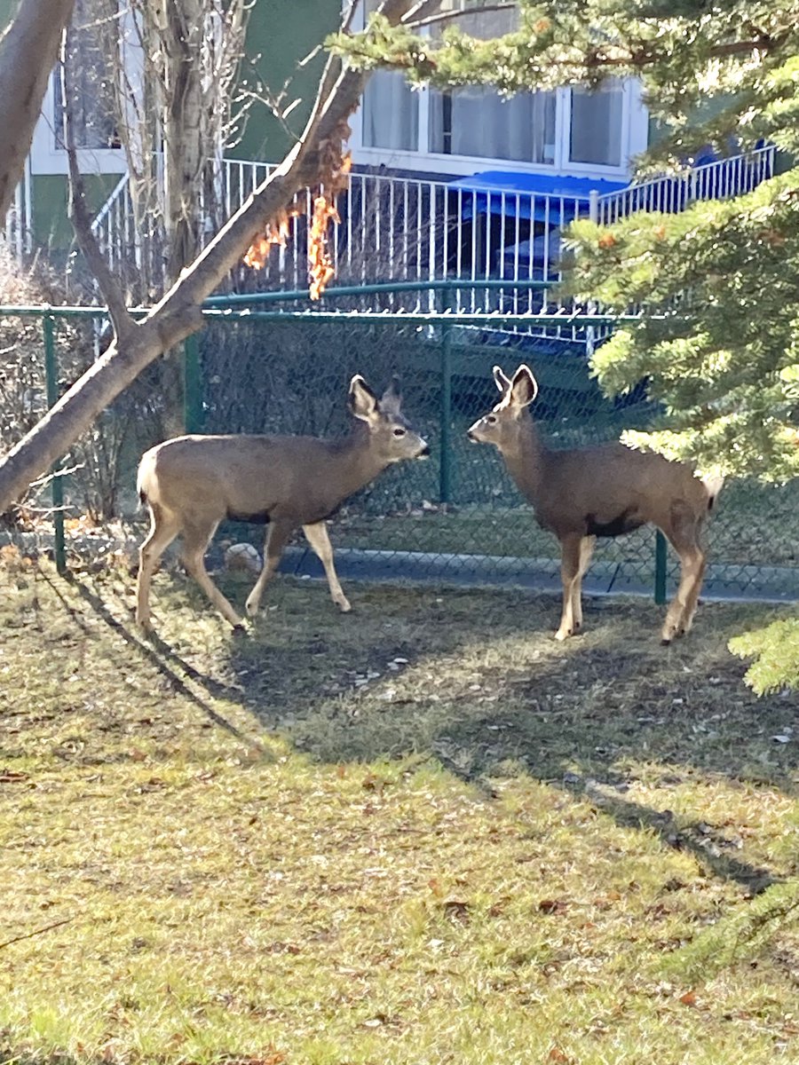 BPSHawksEES tweet media