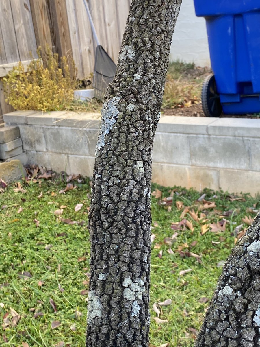 environeducate's tweet photo. Winter Tree Identification classes coming up on December 5 at Walnut Creek Wetland Park and January 28 at Forest Ridge Park. Let’s look at tree bark👍 - White Oak, Flowering Dogwood, River Birch, and American Sycamore https://t.co/la9okEjhdh