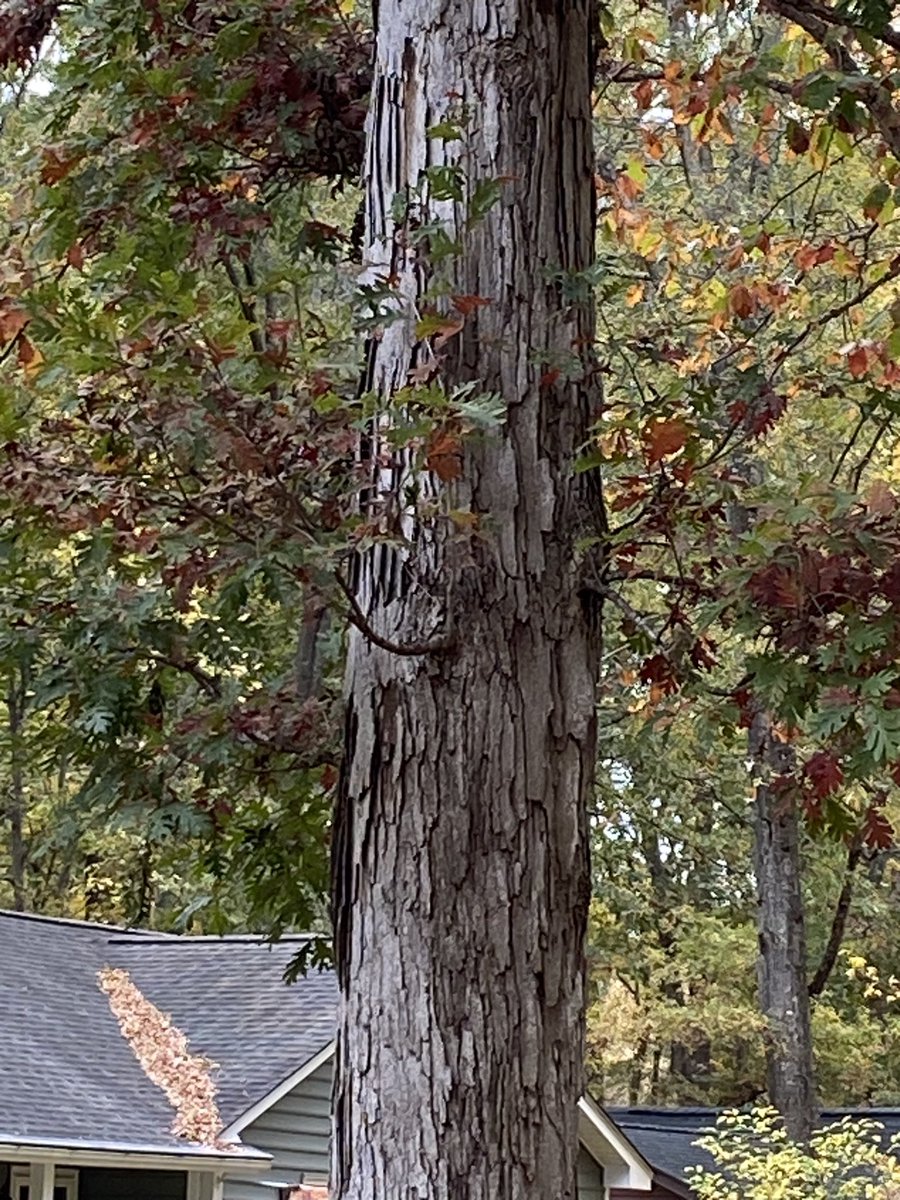 environeducate's tweet photo. Winter Tree Identification classes coming up on December 5 at Walnut Creek Wetland Park and January 28 at Forest Ridge Park. Let’s look at tree bark👍 - White Oak, Flowering Dogwood, River Birch, and American Sycamore https://t.co/la9okEjhdh