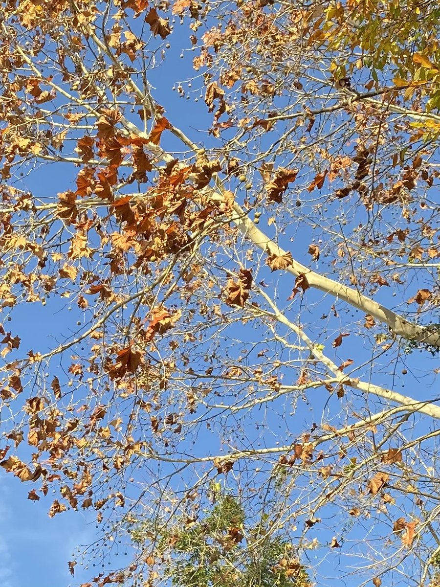 environeducate's tweet photo. Winter Tree Identification classes coming up on December 5 at Walnut Creek Wetland Park and January 28 at Forest Ridge Park. Let’s look at tree bark👍 - White Oak, Flowering Dogwood, River Birch, and American Sycamore https://t.co/la9okEjhdh