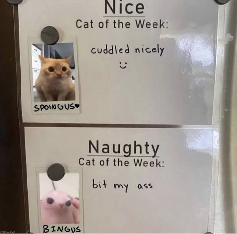 Why you should have a cat tweet media