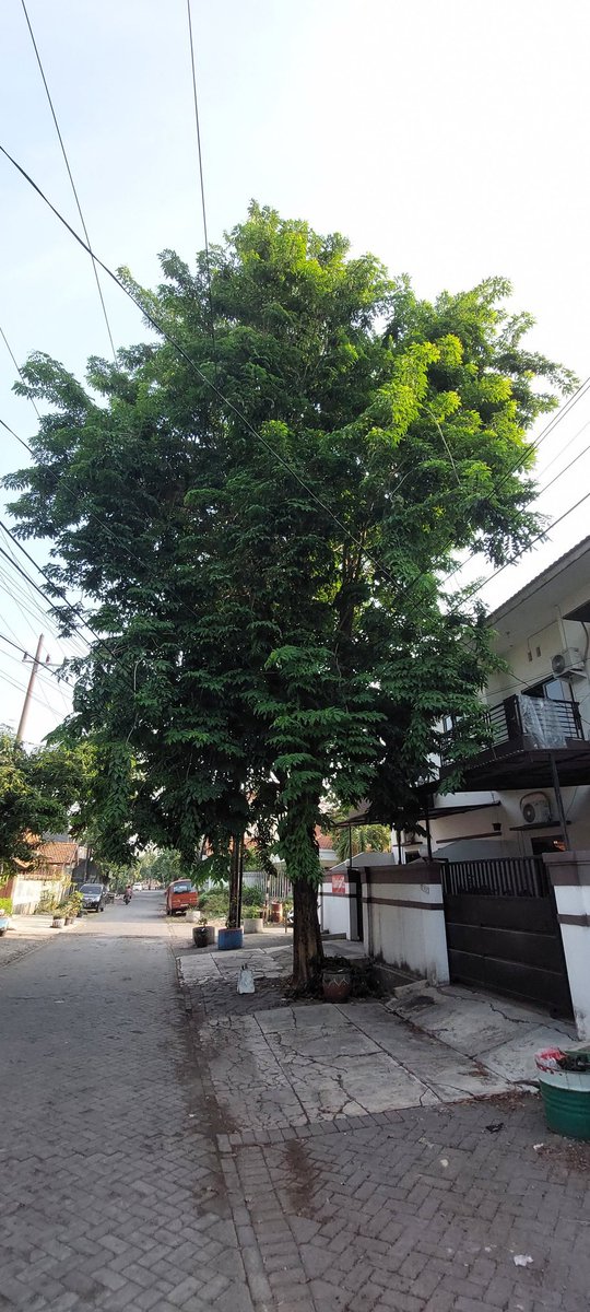 joedxt's tweet photo. Mohon atensi @dkrthsby pohon depan rumah, jl Dukuh Kupang XXXI No 75 A, B, C 
Meresahkan, sebelum musim hujan. Sdh lapor pak RT sebelumnya. Terimakasih. https://t.co/DwBRmrMvig