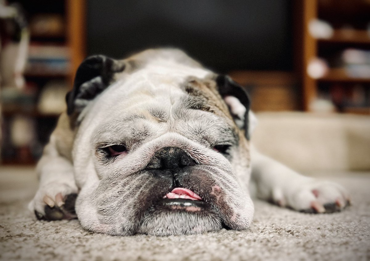 BulldogReuben's tweet photo. You made it.
You didn’t think you would, but you did.
Welcome to the weekend, friends. 
Don’t forget to nap. 
That is all. 
#weekend #friday #youdidit https://t.co/iNGaFOPtSp