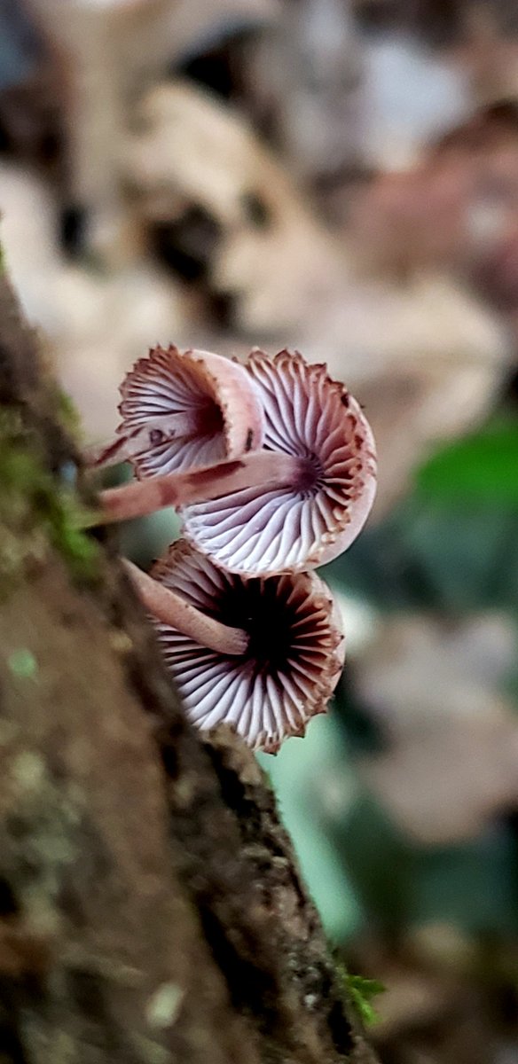Bleeding Faerie Helmets 
#FungiFriday