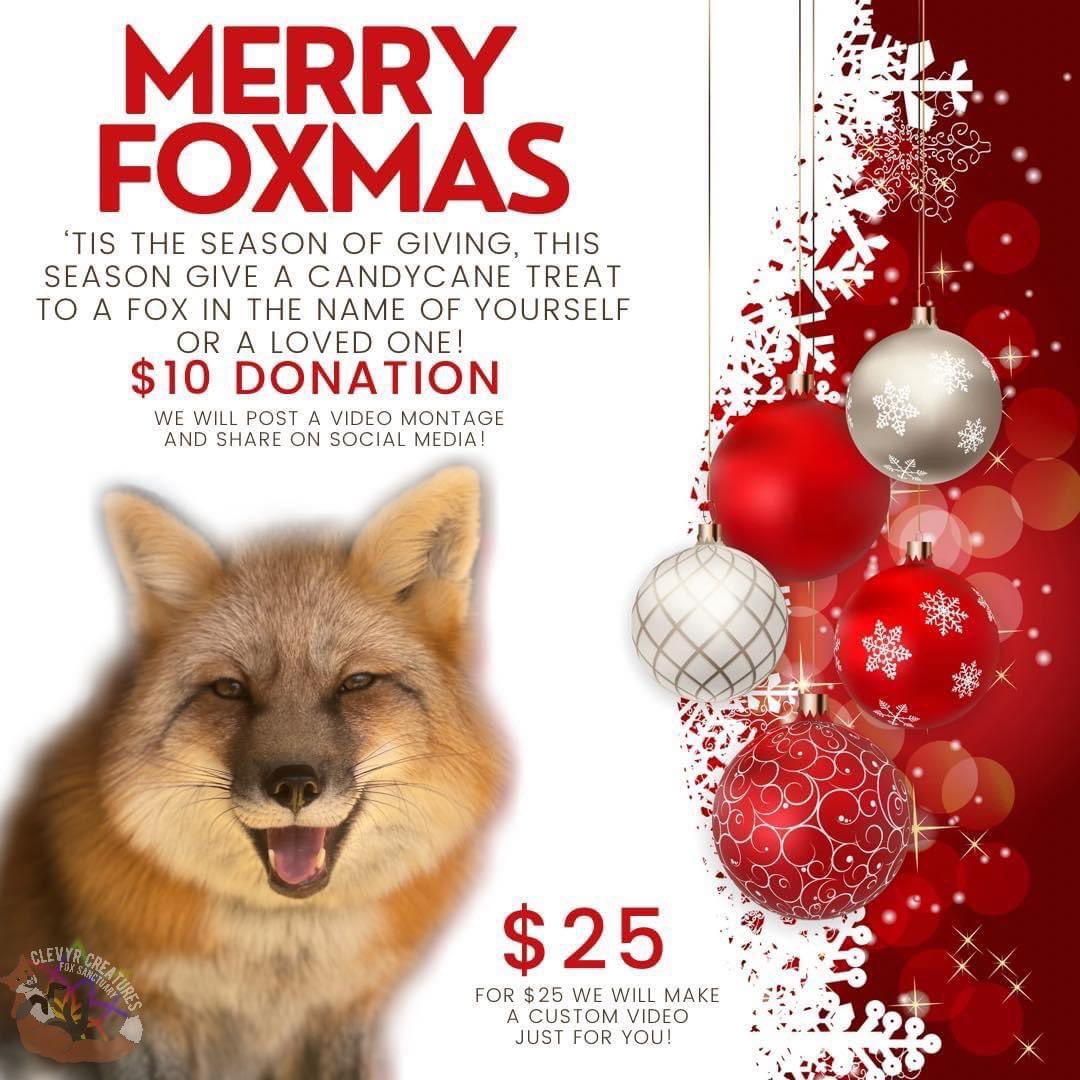 ClevyrCreatures's tweet photo. Foxmas is just around the corner! Order the fox lover in your life a custom video to celebrate and show support to rescued foxes! 

🎄For a 10$ donation we will feed a candy cane treat with the persons name of your choice to a fox. 

🎄We will make a video montage of all the candy canes and post it on social media! 

🎄For a 25$ donation we can make a custom video just for you! 

 For customs:

Our standard message will be this but you can modify it! 

“Merry Foxmas (Insert name)!
Happy Howladays from the Clevyr foxes!” 

This can be modified to fit yourself or a loved one! 

custom videos will be sent to you via email! 
customs will be sent to you by December 20th at the latest. 

Order yours here: https://t.co/IYo63Dy1ef

#clevyrfoxes #redfox #foxesofinstagram #foxy #petfox #domesticatedfox #foxlove #foxlife #clevyrfox #clevyrcreatures #happyfox #instafox #wildlife #foxlovers #redfoxes #foxesofig #foxes #foxsounds #vulpesvulpes #ilovefoxes #foxlover #fox #saveafox #vulpes #cutefox #foxmas #Christmas