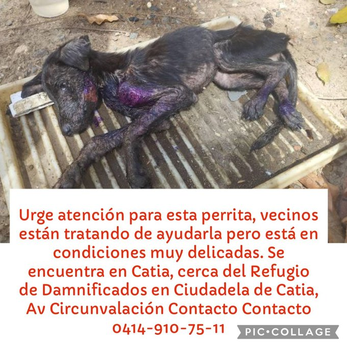 PerroUsuario's tweet photo. 🆘📢RP @LuisSucesosLuis: En la ciudadela de Catia en Caracas, este ser vivo esta sufriendo por falta de una ayuda. El llamado es a quienes pudieran tenderle una mano. Alguna buena fundación que se nombraran a continuación. Para información alguna por el  04149107511 @SomosNevado https://t.co/wU7P4XUrNP