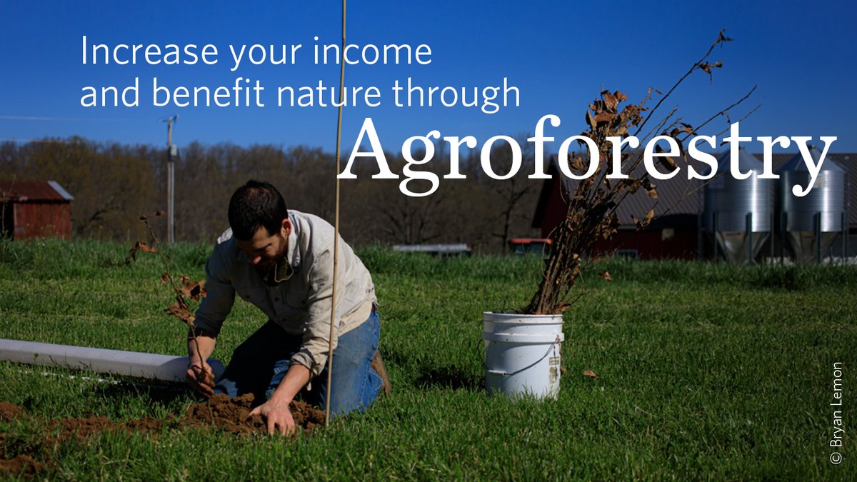 We’re excited to announce the launch of the #ExpandingAgroforestry Project. Apply today to grow your income while benefitting wildlife, people, and the climate. nature.ly/3MNMq15