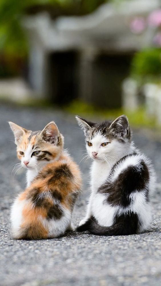 NathanW39553656's tweet photo. Gm everyone! Start a new day with cute kittens 🔥🔥🔥
#animal #cute #cuteanimal #pet #cutepet #kitten #cutekitten https://t.co/F2UP4PAL2w