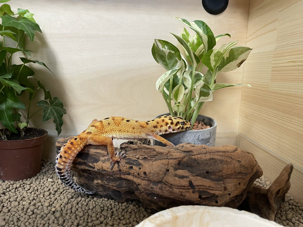 全ての FandK爬虫類木製ケージ フクロウケージ 引き出し付き 450×350