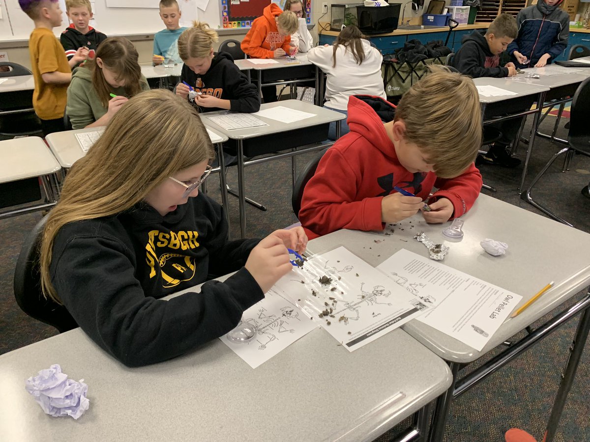 kgregorsok's tweet photo. Lots of fun dissecting owl pellets today with Mr. Troyer from Lucas County Soil and Water. Most of our owls ate rodents and shrews… but one lucky pair found a bird skeleton! #otsegoknights https://t.co/u02BjZEPuZ