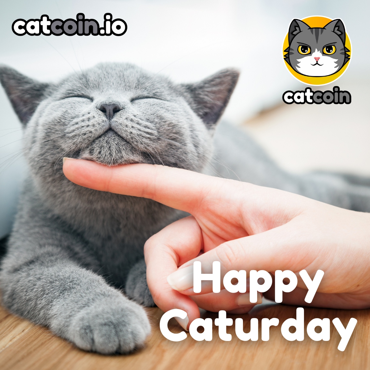 officialcatcoin's tweet photo. Caturday Meow! - $15 

• Follow @officialcatcoin
• Retweet
• And comment #Meow #Catcoin #BUSD

Ends November 19th at 1am UTC https://t.co/BRjrfnd8Q2