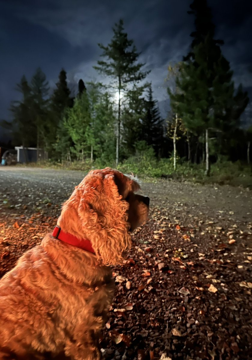 roxyjoe3's tweet image. Nice night for a picture!