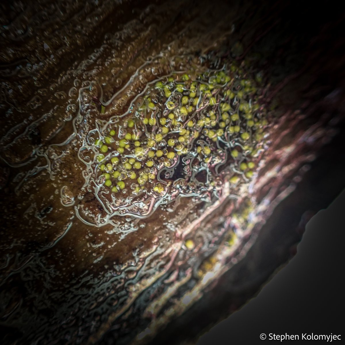 Freshwater Sponge Research tweet media