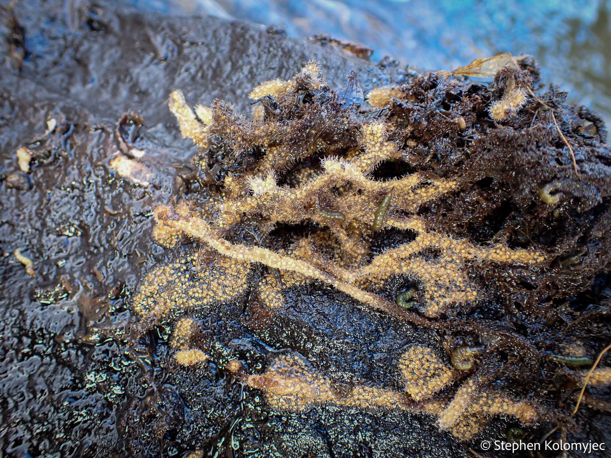 Freshwater Sponge Research tweet media