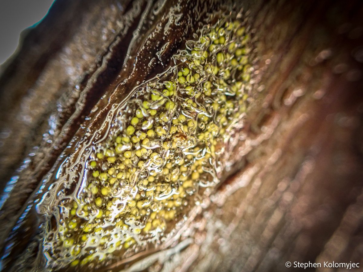 Freshwater Sponge Research tweet media