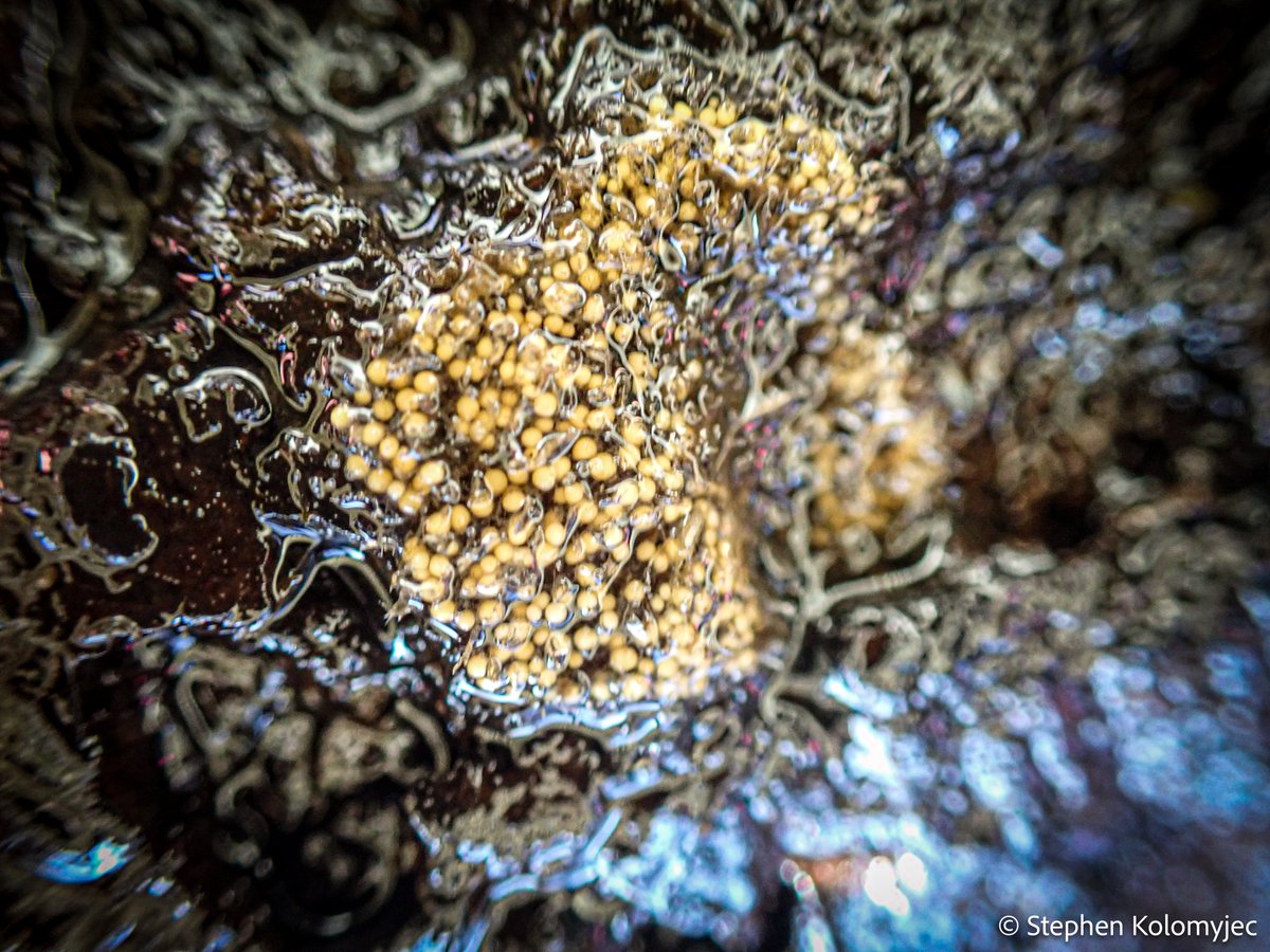 Freshwater Sponge Research tweet media