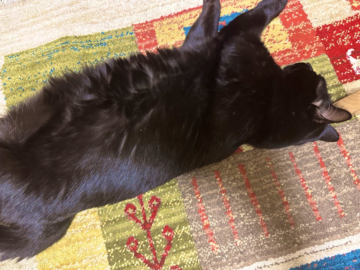 mamapikomaru's tweet photo. これはこの冬初めてつけたホットカーペットに抗えない猫 https://t.co/5Ly0q37tye