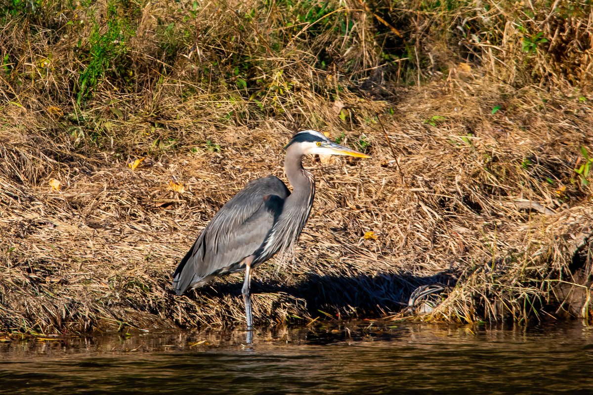 JoeGrins's tweet photo. Fall Nature Photos from Sandy River Delta
https://t.co/mDKzL2dJn9
#macro #macrophotography #nature #naturephotography #blueheron #birds #birdphotography #photography #photos #fall #portland #sandyriverdelta #PNW #photoblog #canon #mushrooms #travel https://t.co/tjQEU0Ky8G