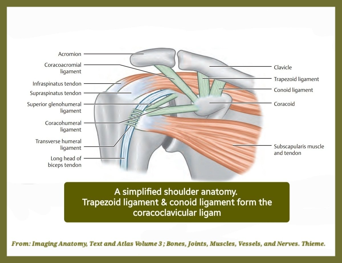 A simplified shoulder anatomy👍In this figure, the focus is more on demonstration of shoulder lig(s) & tendons. Remember that 'Trapezoid ligament' & 'Conoid ligament' form the CORACOCLAVICULAR LIGAMENT