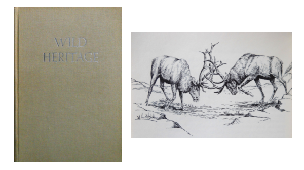 TWorldDesign's tweet photo. "Wild Heritage" 1965 First Hardcover Edition - FREE SHIPPING ►https://t.co/PnasOXBNzt — #firstedition #BooksNBlogs @IARTG #BookBoost #etsybooks #etsyfinds #EtsySEO @BloggersHut #Bloggerstribe @EtsyRetweeter @LovingBlogs @EtsysFinest #etsyshop #shopetsy #FreeShipping https://t.co/hjMlDgxooS