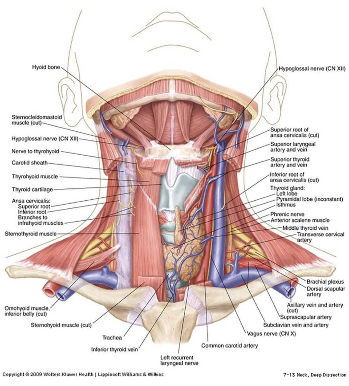 Oren Gottfried, MD on X: Oren Gottfried, MD on X: