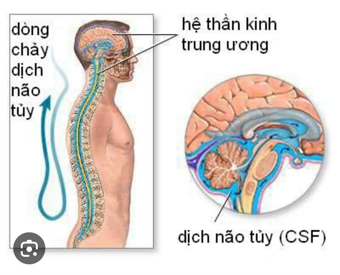 MrBucksy's tweet photo. SỰ KHÁC NHAU GIỮA KHẢ NĂNG PHỤC HỒI CỦA THẦN KINH TRUNG ƯƠNG VÀ THẦN KINH NGOẠI BIÊN???
🤔 Tổn thương thần kinh ngoại biên và trung ương là hai loại tổn thương khác nhau về vị trí và tính chất của nó
#PURTIER
#MRBUCKSY https://t.co/9gFM3NBUne