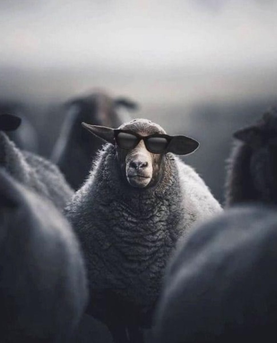 Marc_Player's tweet image. Be cool. Be kind.