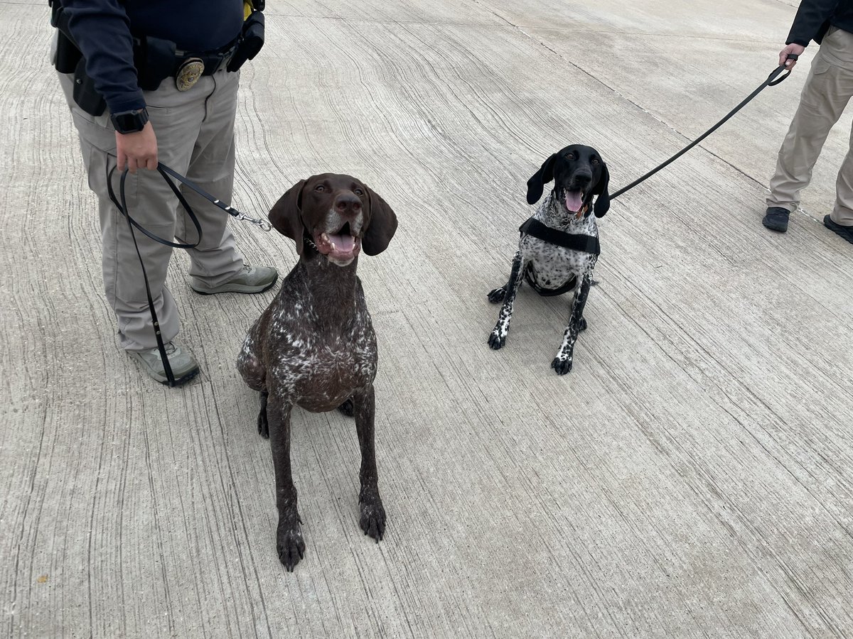 K9Apollo tweet media