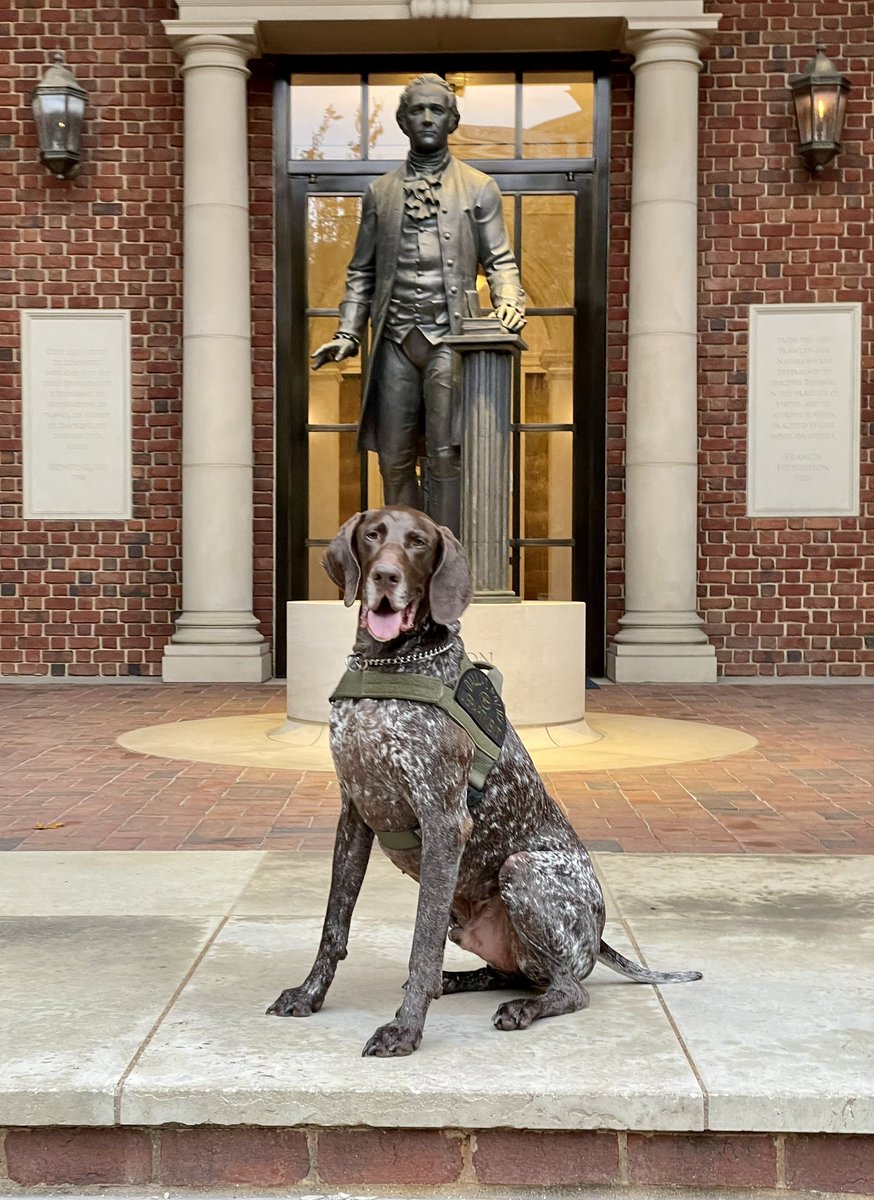 K9Apollo tweet media