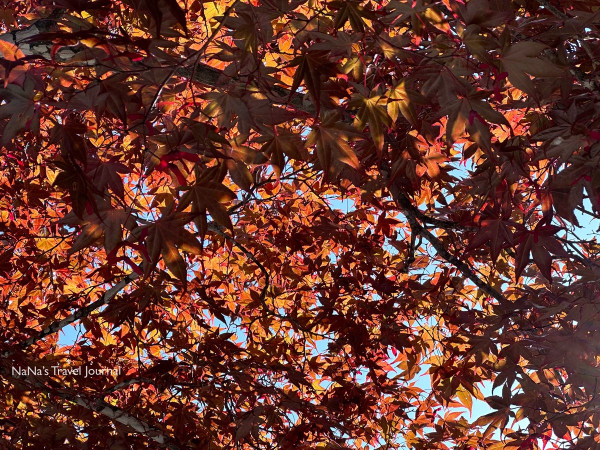 nana_travel's tweet photo. 🍁
#紅葉 #momiji #もみじ #JozankeiOnsen #Jozankei #定山渓温泉 #札幌市 #秋の北海道 #Minamiku #Sapporo #Hokkaido #japan #北海道 #日本 #nanastraveljournal #travelwithnanastraveljournal #nana #travel #journal #ナナの旅行ジャーナル #ナナ #旅行 #旅行ジャーナル #ジャーナル #hongkong #hk https://t.co/Ha36EXyMBF